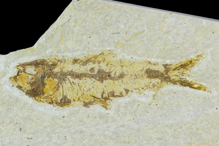 Bargain Fossil Fish (Knightia) - Wyoming #120681
